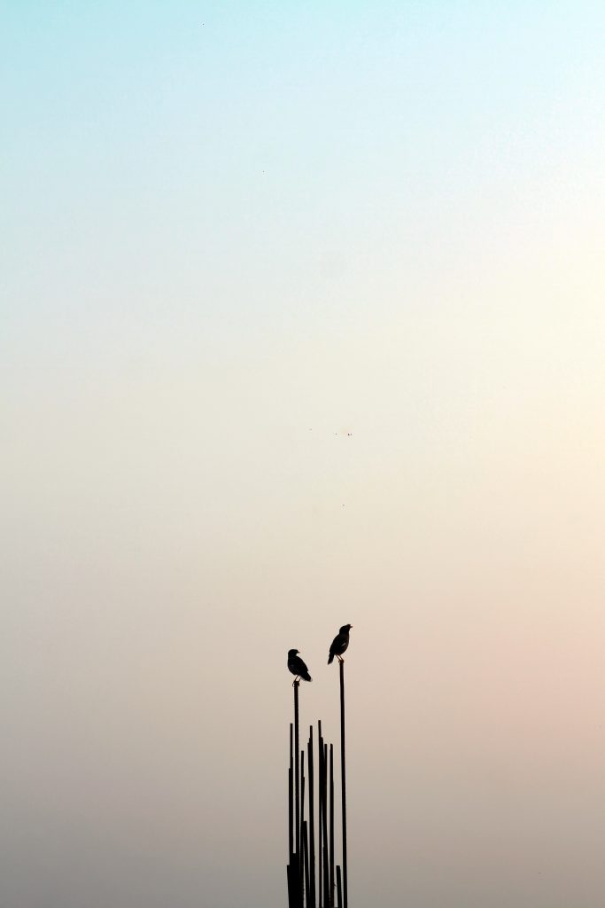 Two birds perched on tall metal rods against a soft gradient sky transitioning from pale blue to light pink.