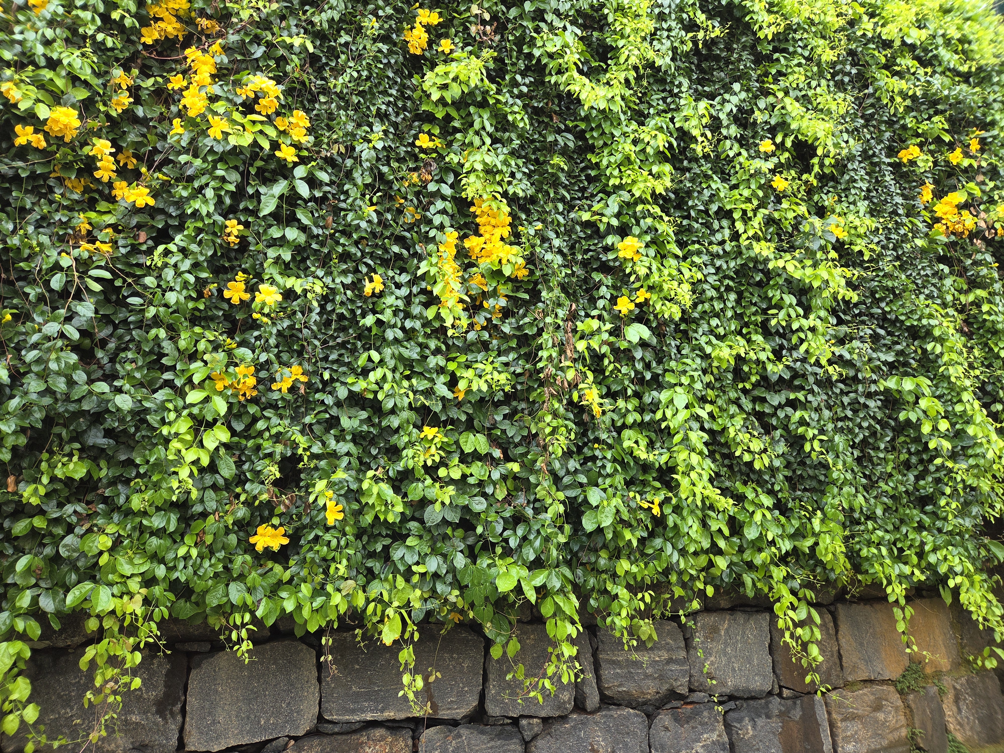 A lush green wall of cascading vines with vibrant yellow flowers, growing over a stone wall.