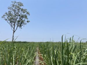 A lush green sugarcane field under a clear blue sky, with a single tall tree standing to the left and a narrow irrigation channel running through the middle of the crops.
