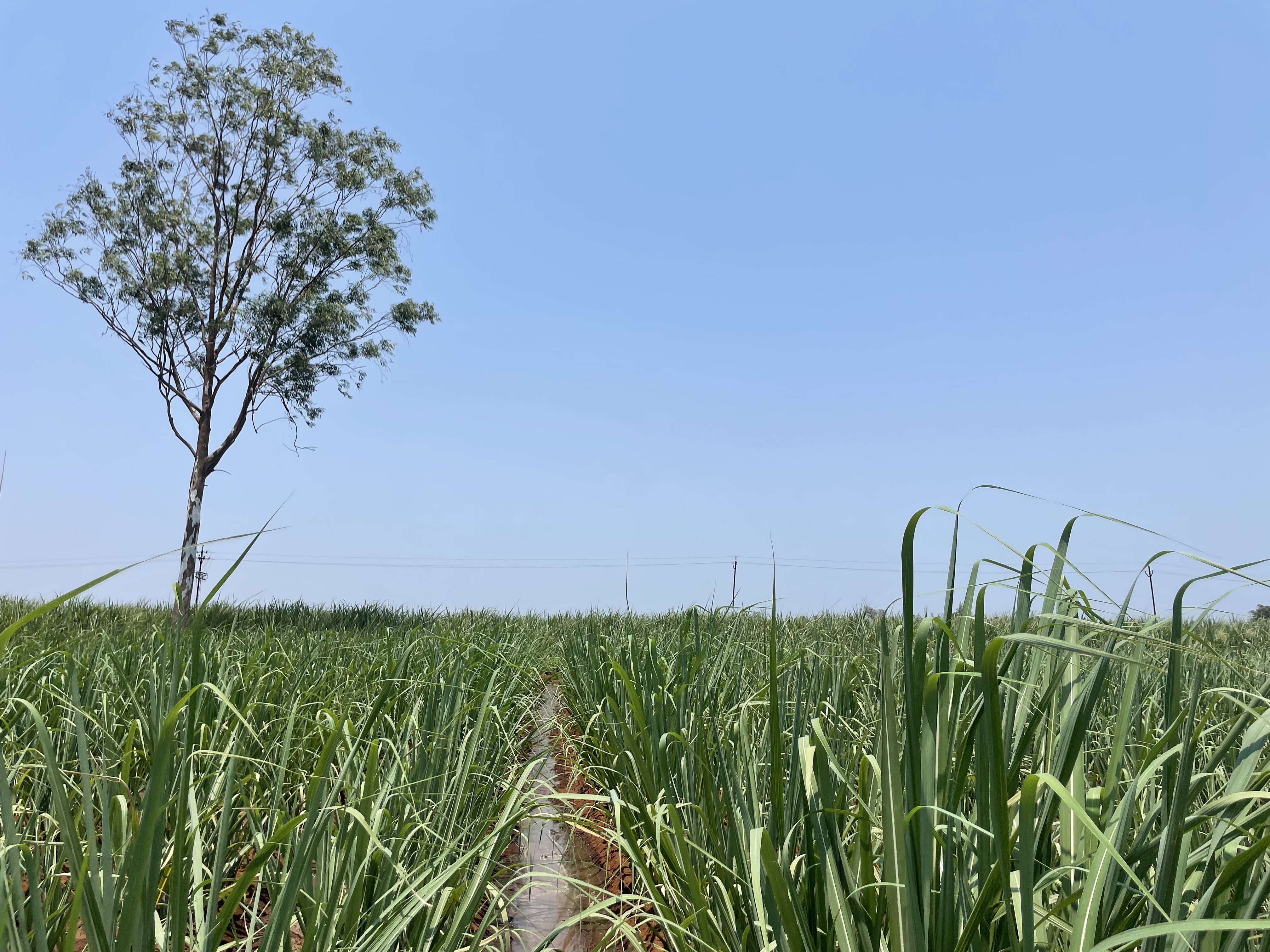 A lush green sugarcane field under a clear blue sky, with a single tall tree standing to the left and a narrow irrigation channel running through the middle of the crops.