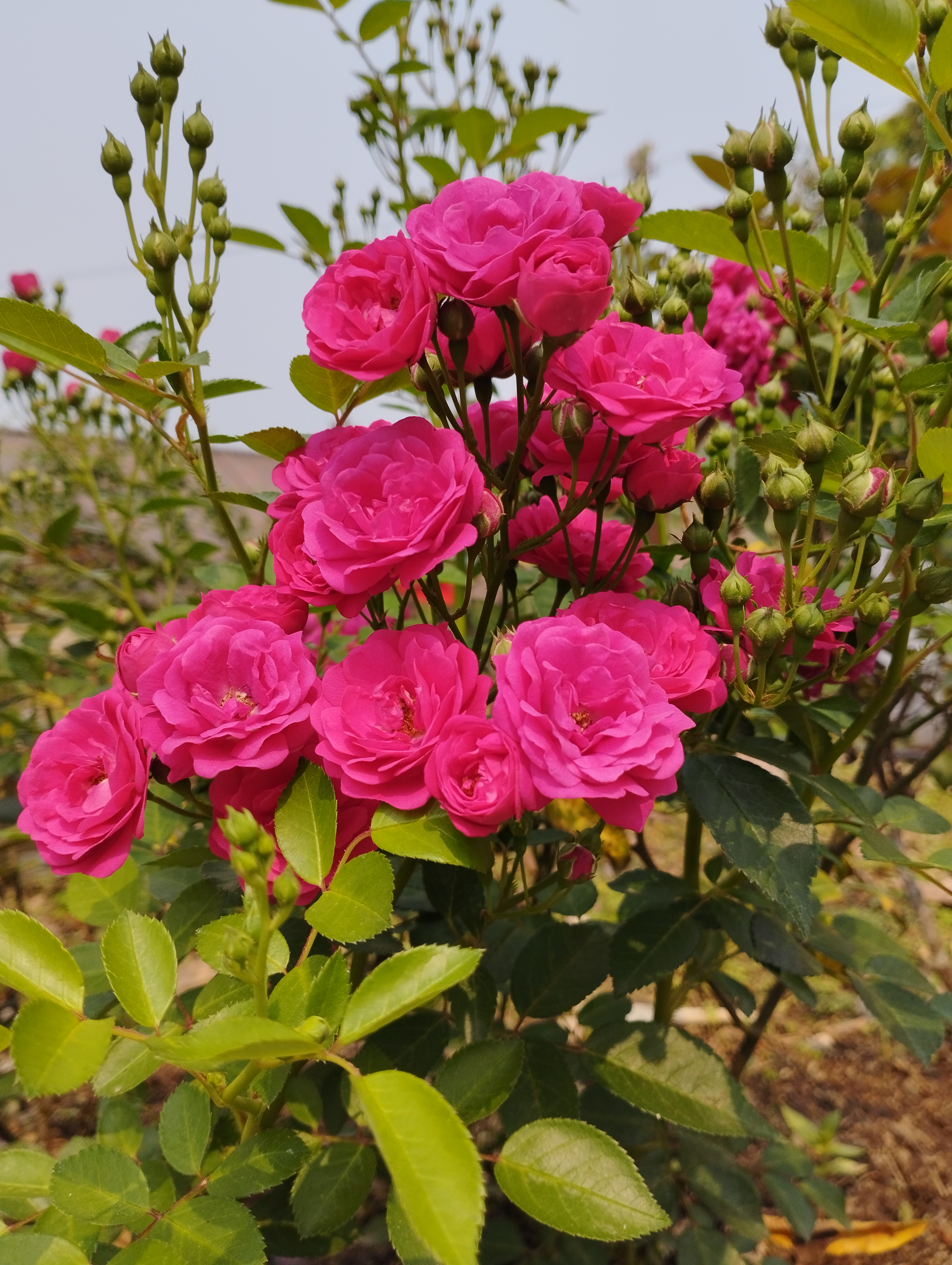 A cluster of vibrant pink roses in full bloom surrounded by green leaves, set against a clear sky.