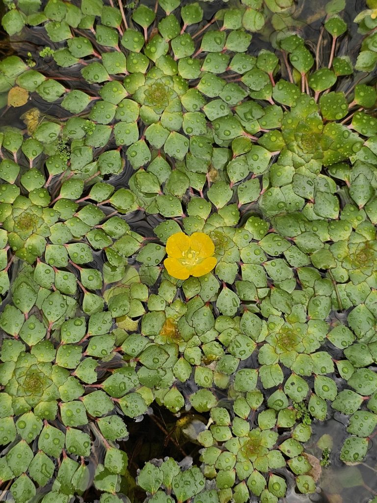 A close-up view of a water plant, likely Ludwigia sedioides or Ludwigia peploides, characterized by numerous small, green, overlapping leaves with reddish edges, forming a dense mat on the water's surface. A single, vibrant yellow flower stands out in the center of the frame. Spotted it at Malabar Botanical Garden, Kozhikode, Kerala.