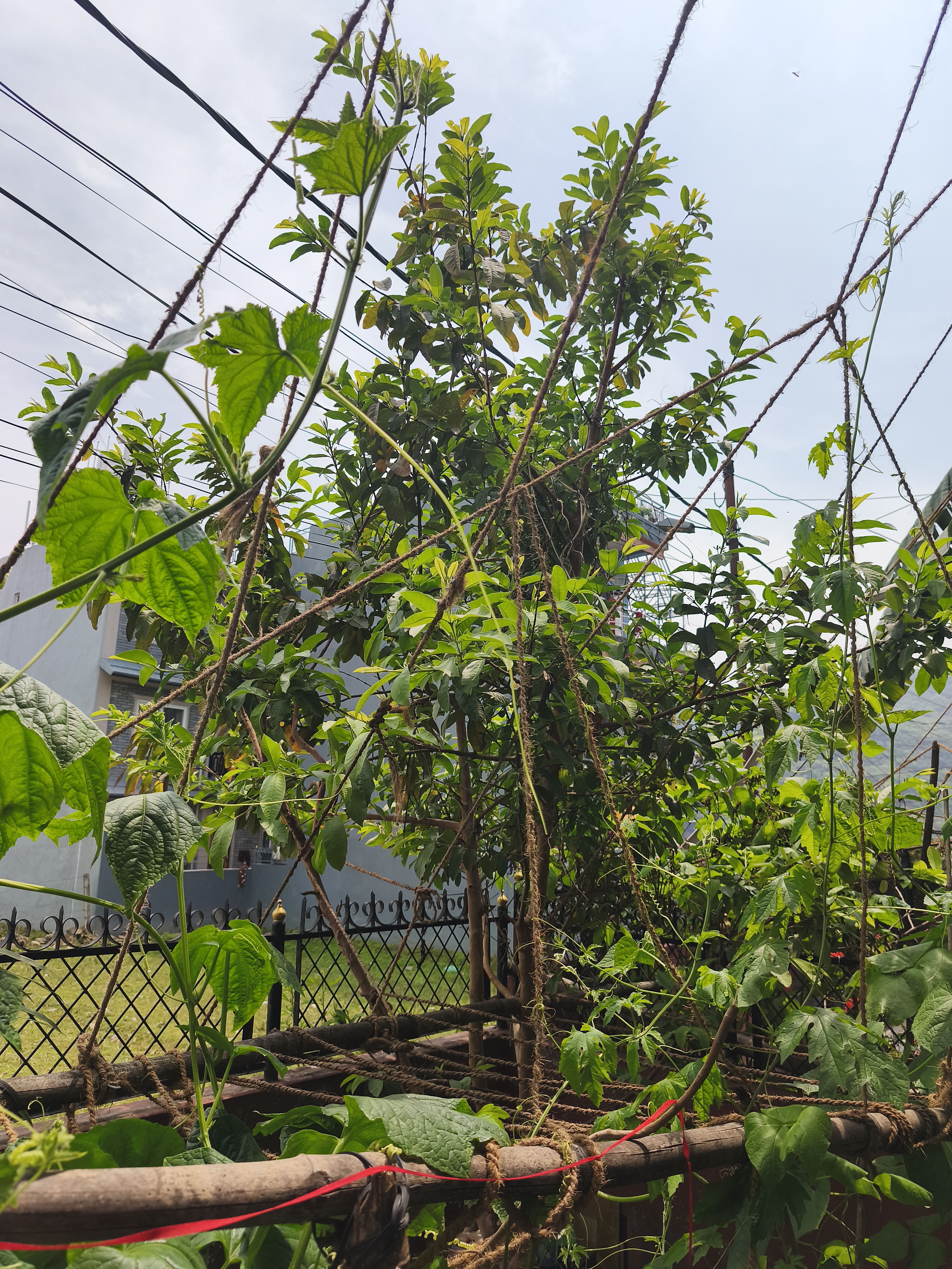 A garden scene with a wooden trellis structure supporting climbing plants, surrounded by various green foliage. In the background, there is a metal fence and nearby houses, with overhead utility wires cutting across the sky.