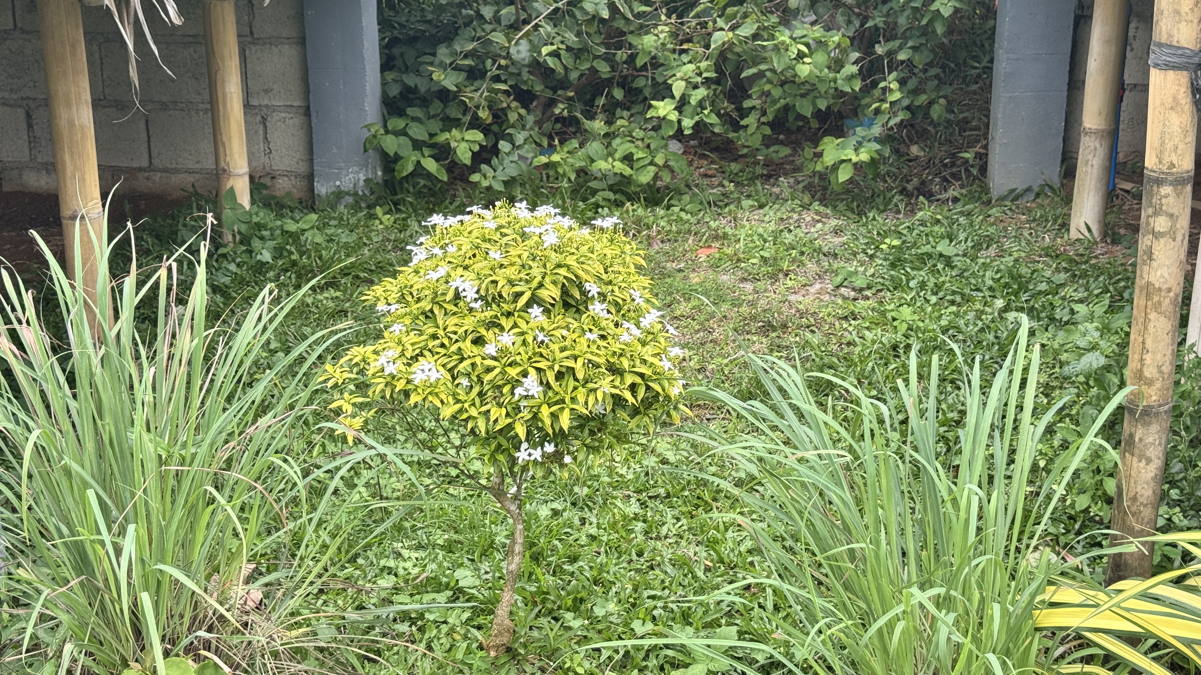 A small flowering plant with yellow and green leaves adorned with white flowers, surrounded by green grass and tall plants. In the background, there is a structure with bamboo poles and a block wall, amidst lush greenery.