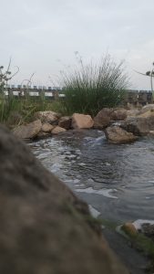 A peaceful riverside scene with rocks and flowing water in the foreground, tall grass in the middle, and a dam with blue gates in the background under an overcast sky.
