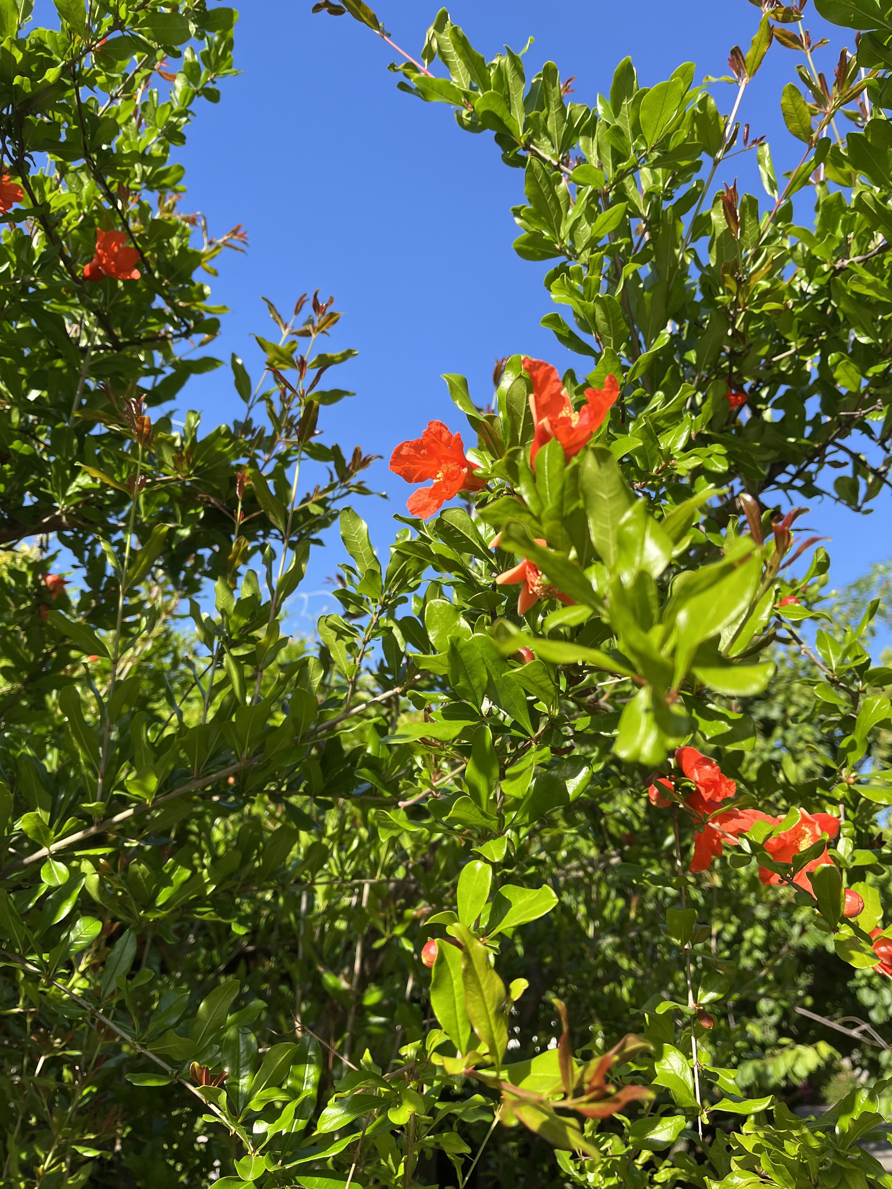 Pomegranate leafy branches with vibrant orange-red flowers against a bright blue sky.