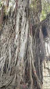 Close-up of an old banyan tree with thick, intertwined roots and hanging vines. Some of the roots have colorful threads tied around them, and green leaves are visible at the top with light filtering through.
