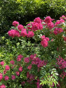 A vibrant display of pink flowers in full bloom, surrounded by lush green foliage. The flowers are clustered together, showcasing their full, rounded shape with yellow centers, while the background features darker leaves creating a rich contrast. The sunlight brightens the scene, emphasizing the brightness of the flowers against the greenery.