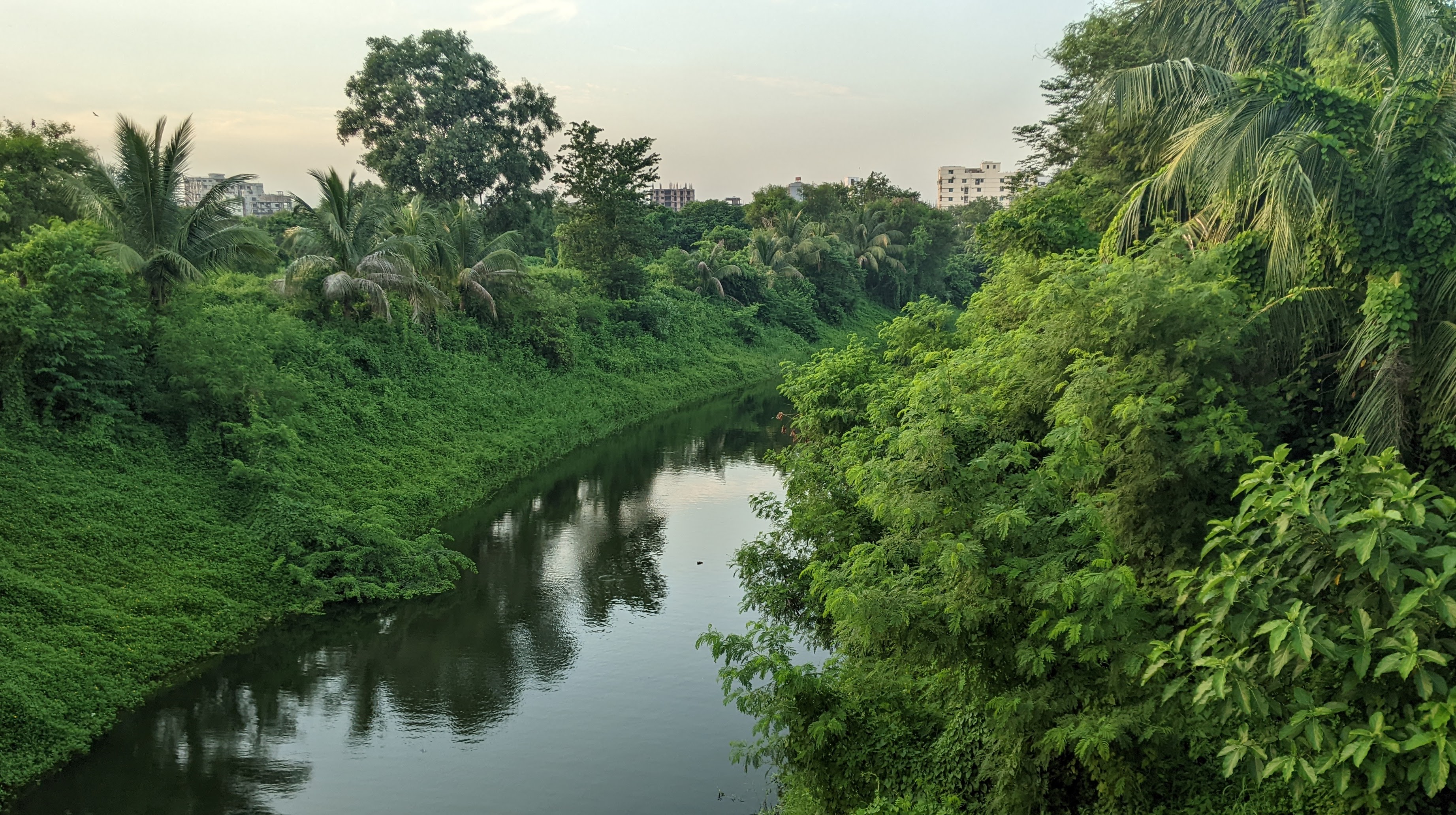 A lush green riverbank lined with dense foliage and palm trees, with a calm river flowing through the center. In the background, buildings are visible against a hazy sky.