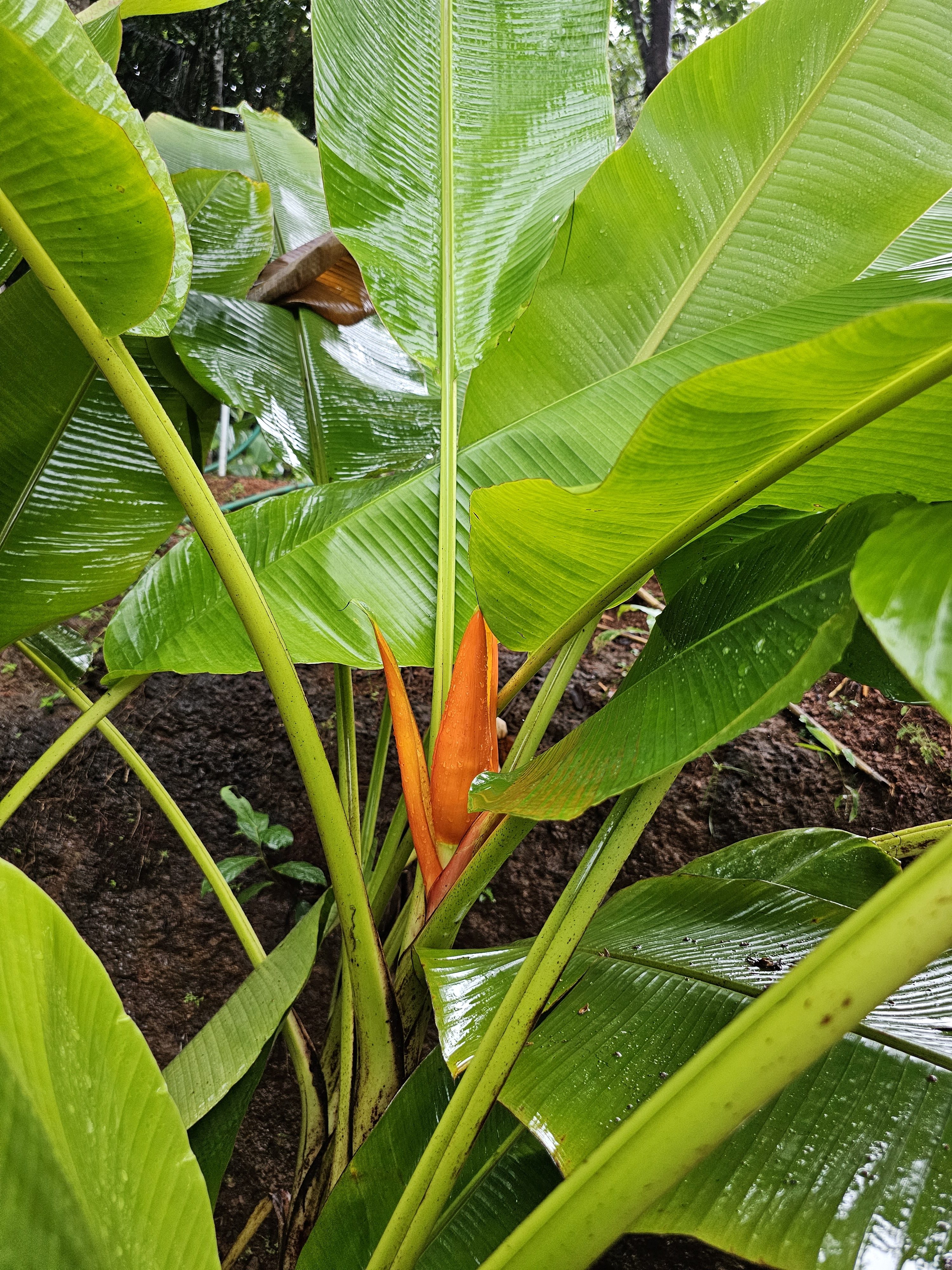 A long view of a vibrant banana flower in orange color, possibly Musa coccinea or red banana, with water droplets on its petals. It is surrounded by lush green leaves and stems, suggesting a tropical environment. Spotted it at Malabar Botanical Garden, Kozhikode, Kerala.