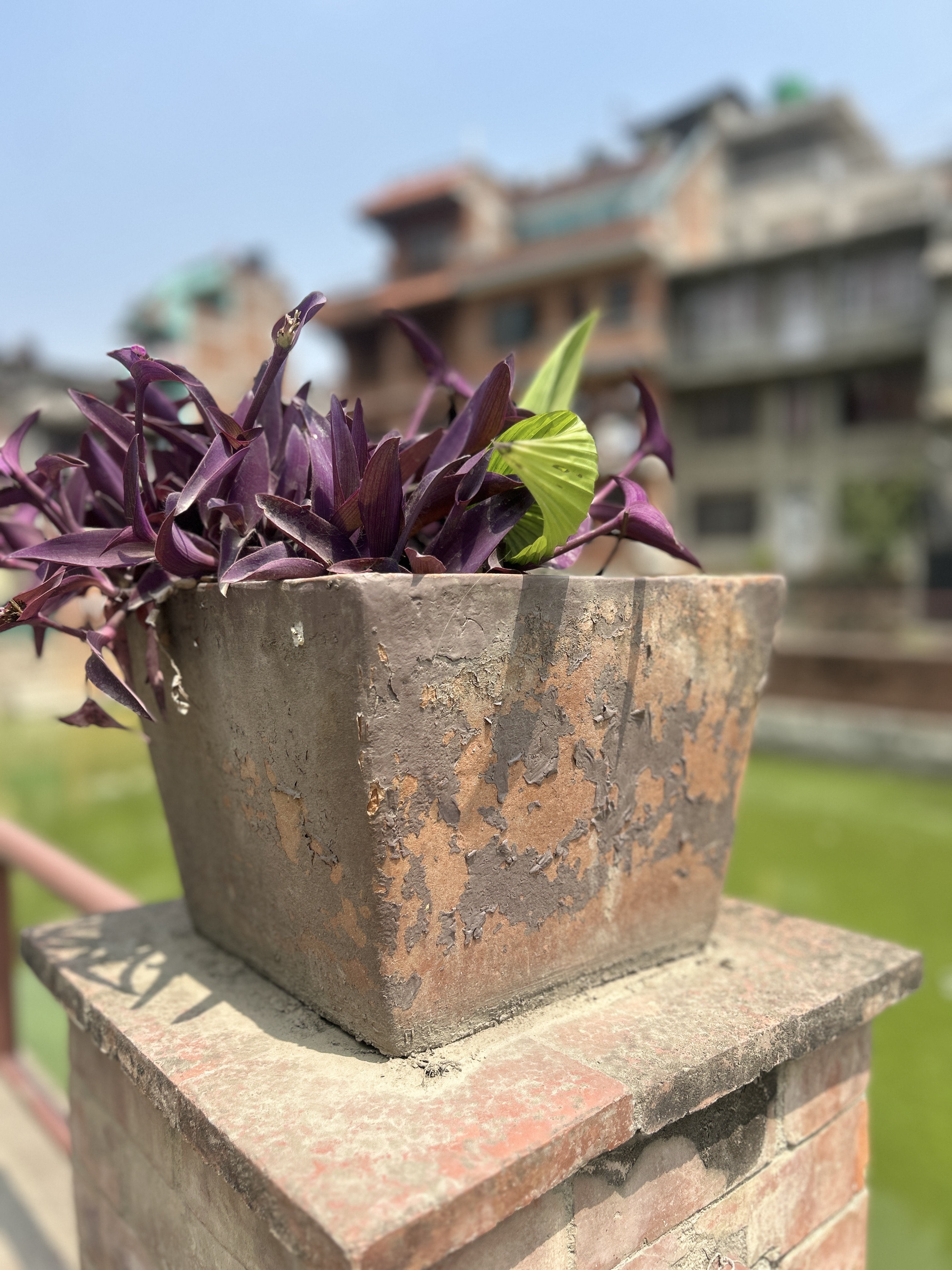 A weathered, rectangular planter filled with purple and green leaves sitting on a brick pillar.