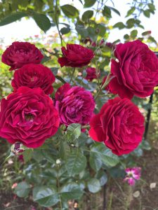 A close-up image of vibrant red roses in full bloom, surrounded by green foliage. The roses display rich colors and intricate petal formations, creating a lush, floral scene against a bright, sunny background.