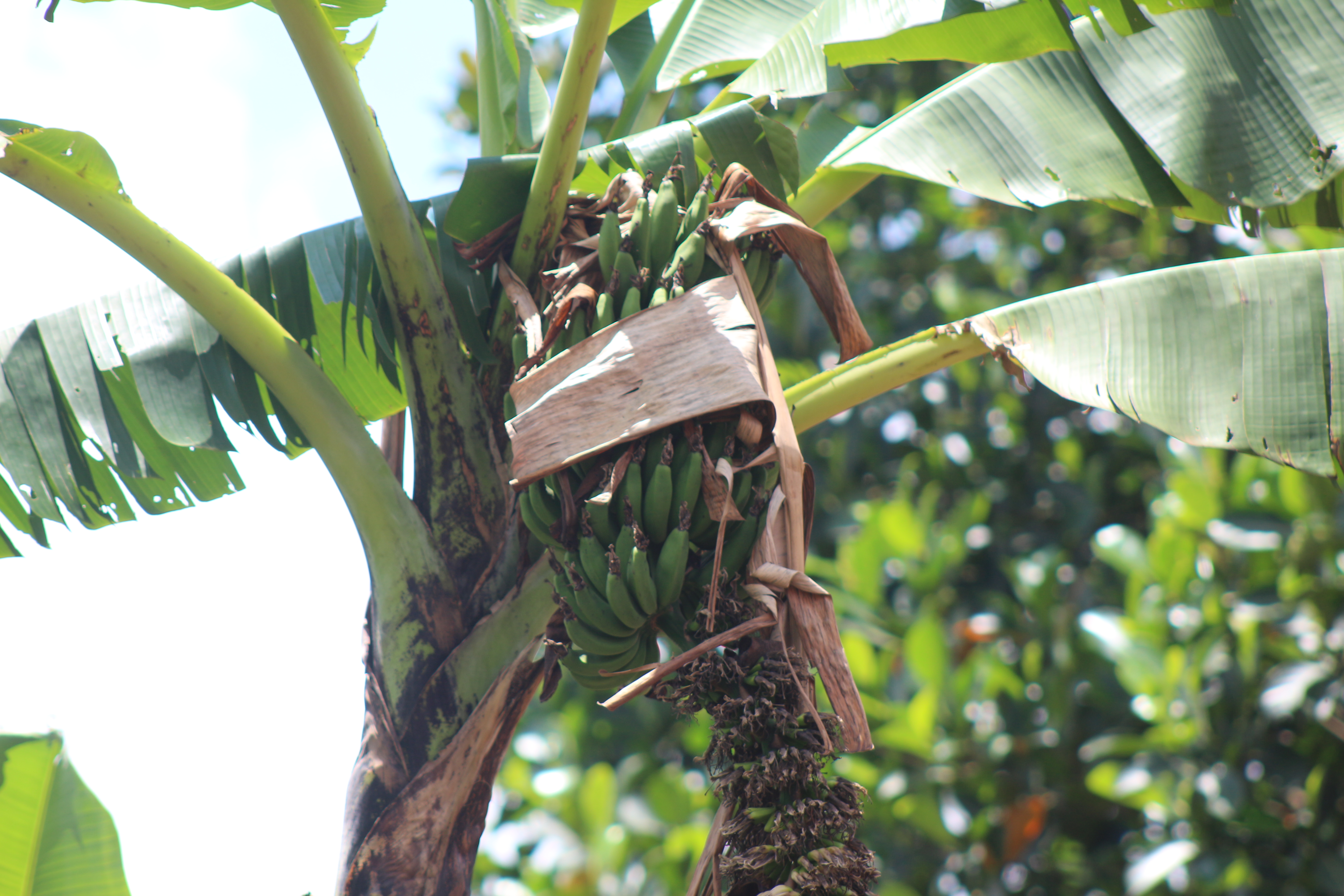 A close-up view of a banana bunch growing on a banana tree, surrounded by large green leaves