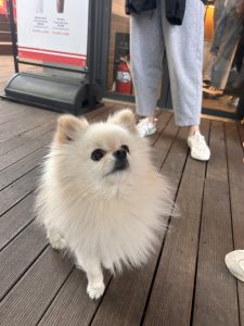 A fluffy white Pomeranian dog stands on wooden decking, looking up with a curious expression.