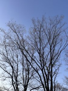 A clear blue sky serves as the backdrop for the skeletal branches of bare trees. 