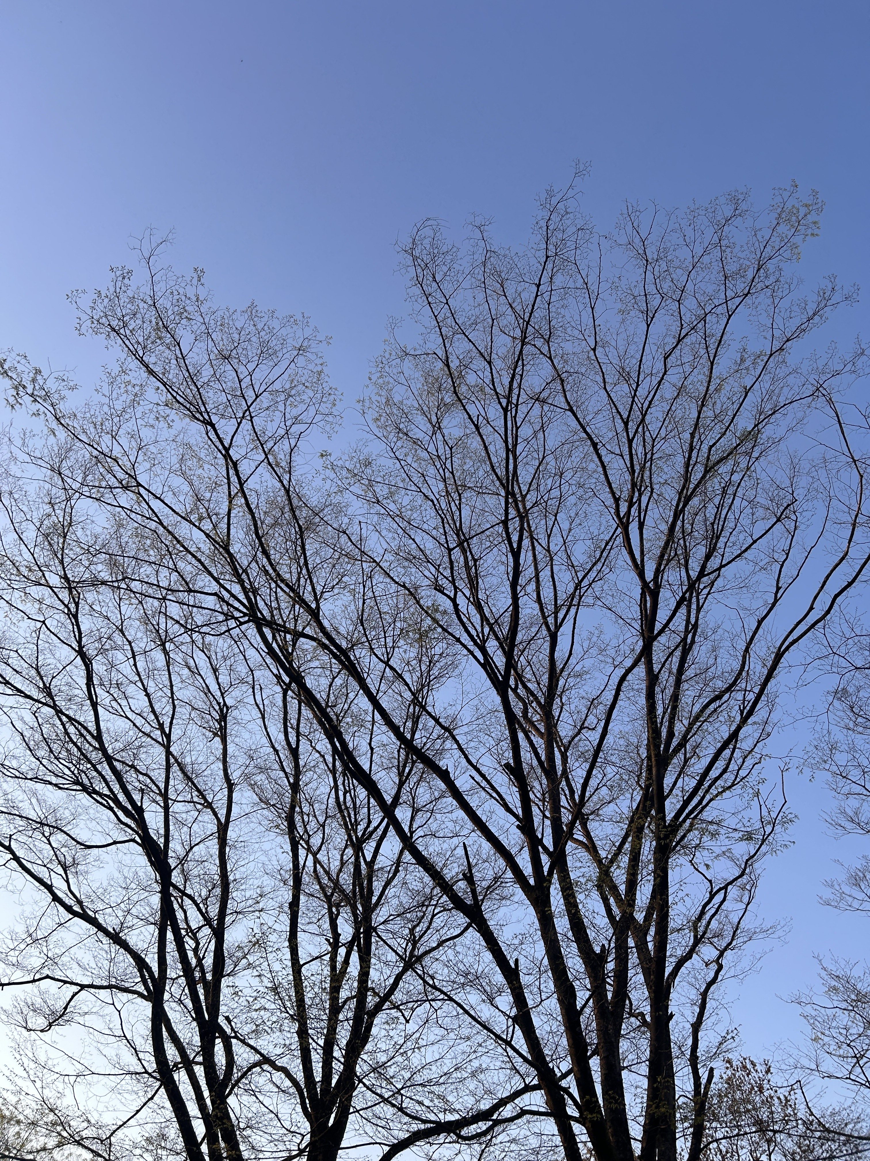 A clear blue sky serves as the backdrop for the skeletal branches of bare trees.