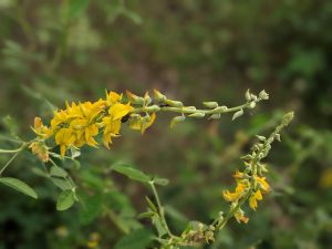 Bright yellow flowers on a slender stem, with green leaves and a blurred background, showcasing vibrant natural growth