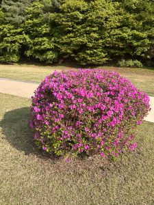 A round, vibrant azalea bush covered in bright pink flowers sits on a grassy area, with a path visible in the background. Lush green trees are present in the distance, providing a natural backdrop.