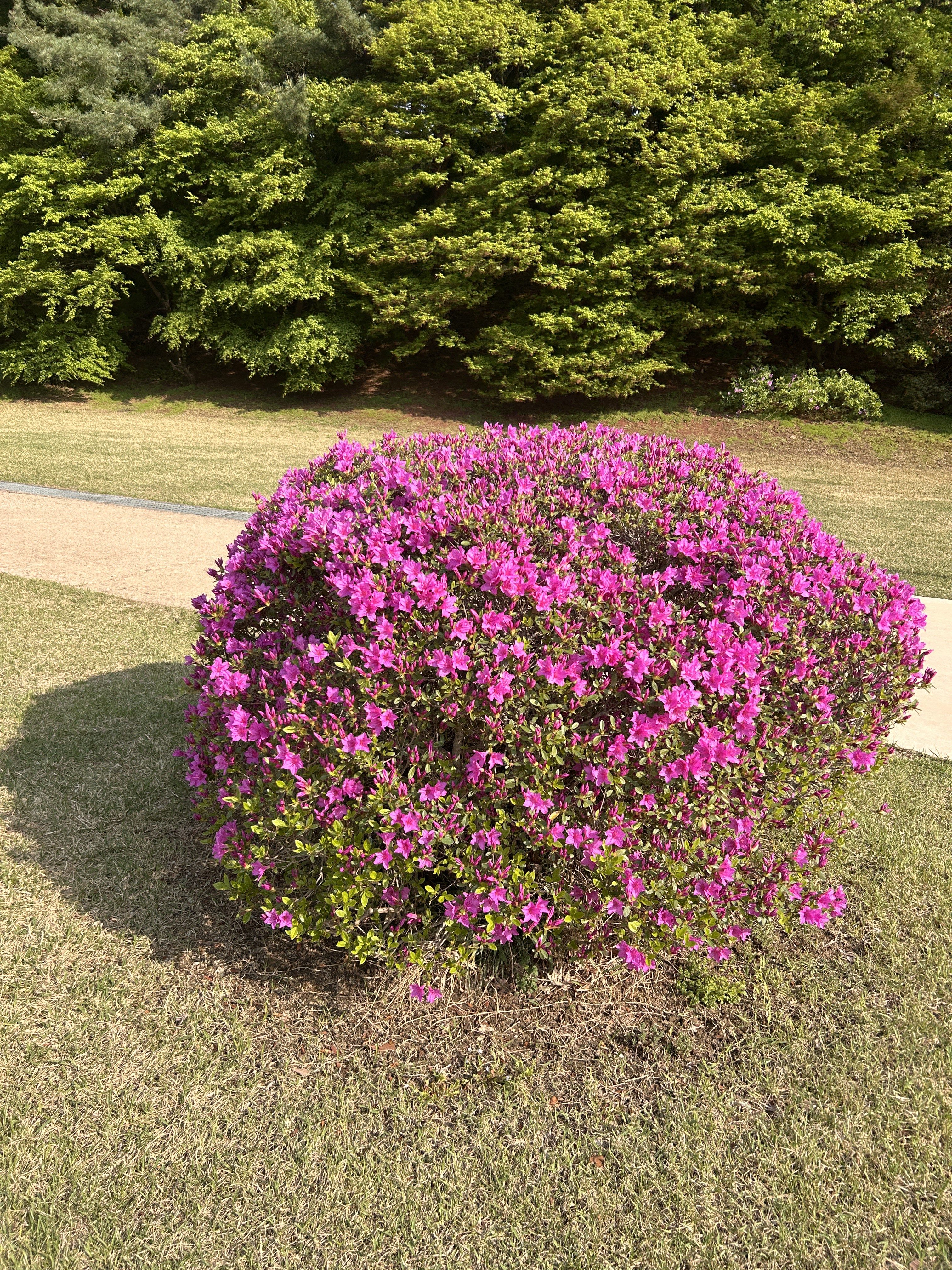 A round, vibrant azalea bush covered in bright pink flowers sits on a grassy area, with a path visible in the background. Lush green trees are present in the distance, providing a natural backdrop.