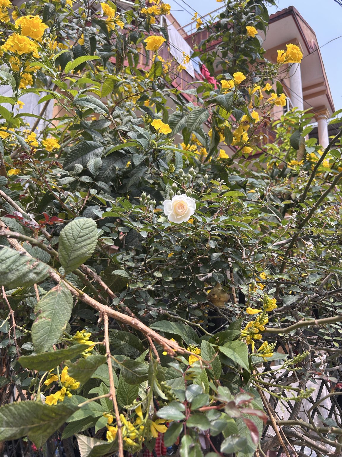 A white rose surrounded by a bush with vibrant yellow flowers and green leaves, with a building in the background.