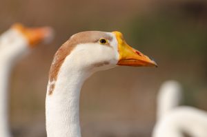A close-up image of a white goose with a light brown patch on its head. The goose's eye is visible, showcasing a bright blue iris and a yellow-orange beak. The background is out of focus, consisting of soft brown and green hues, with another goose faintly visible.
