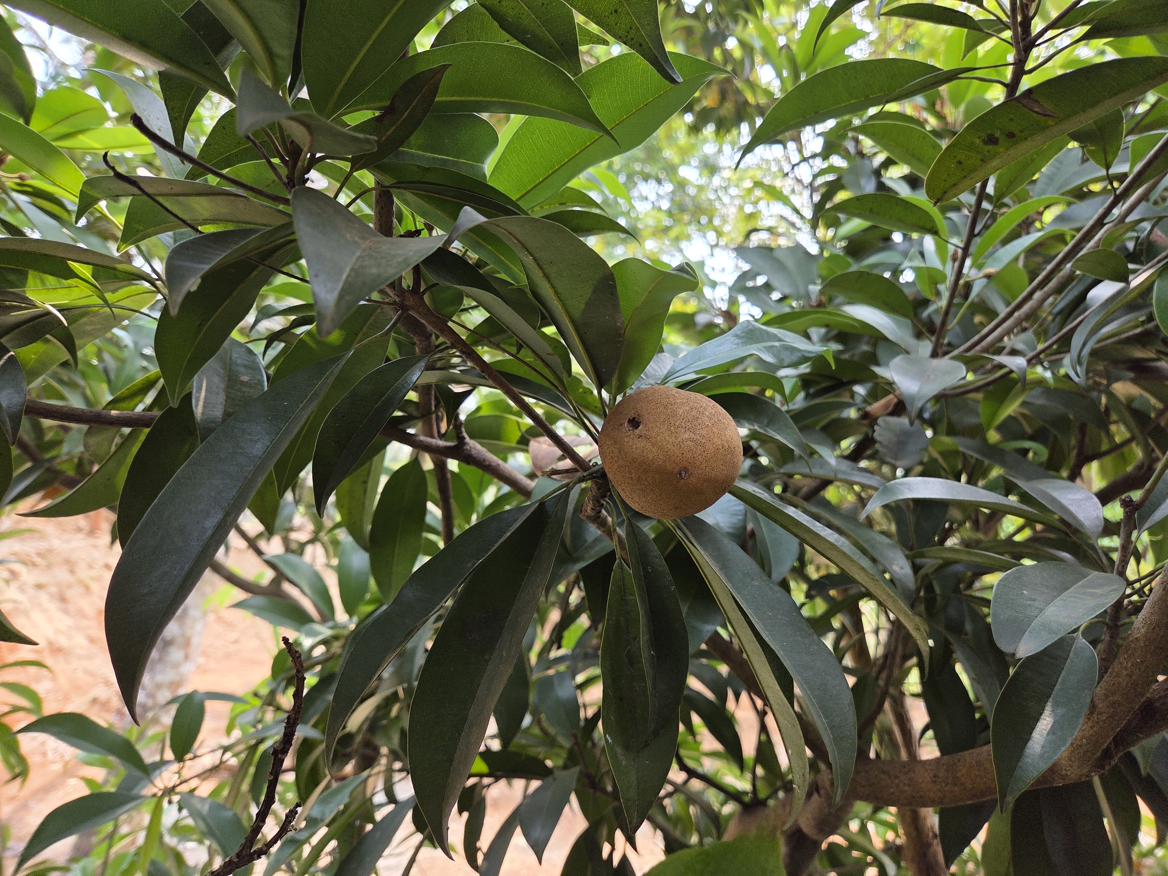 A sapodilla fruit hanging from a branch with dark green elongated leaves in a lush, outdoor setting.