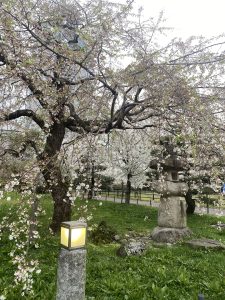 A serene park scene featuring a large, flowering cherry blossom tree draped with delicate pink and white blossoms. In the foreground, a softly glowing lantern sits on a stone pedestal, surrounded by lush green grass. Behind the tree, other cherry blossom trees can be seen, creating a tranquil atmosphere. A winding pathway is visible in the background.