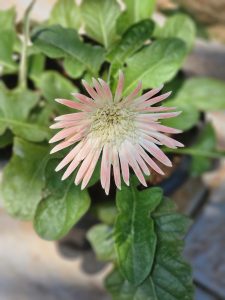 A close-up of a light pink and white Gerbera daisy in full bloom, with its petals radiating outwards from a textured center. The flower is set against a backdrop of lush green leaves. Captured from my cousin’s garden in Kozhikode, Kerala.
