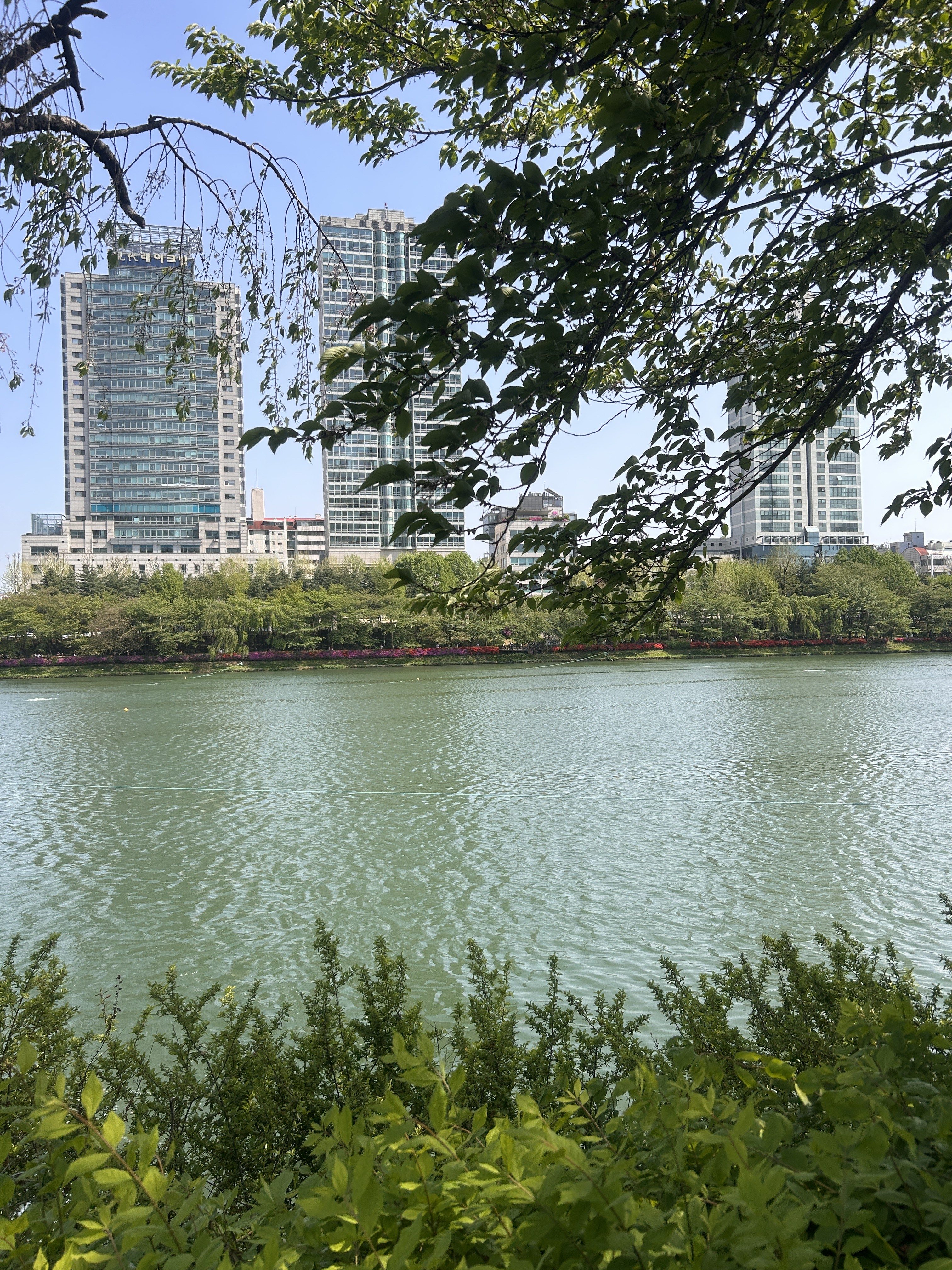A peaceful scene featuring a calm body of water in the foreground, bordered by lush green bushes.