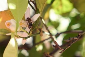A close-up image of a bee perched on a white orange tree flower surrounded by green leaves and branches. The bee is collecting nectar, with some yellow pollen visibly on the flower's center.