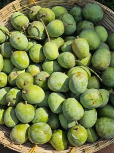 A basket filled with numerous green, unripe mangoes (Moovandan variant), likely freshly picked. The mangoes vary slightly in size and shape; some have small stems attached, indicating their recent harvest. Captured from Kozhikode, Kerala. 