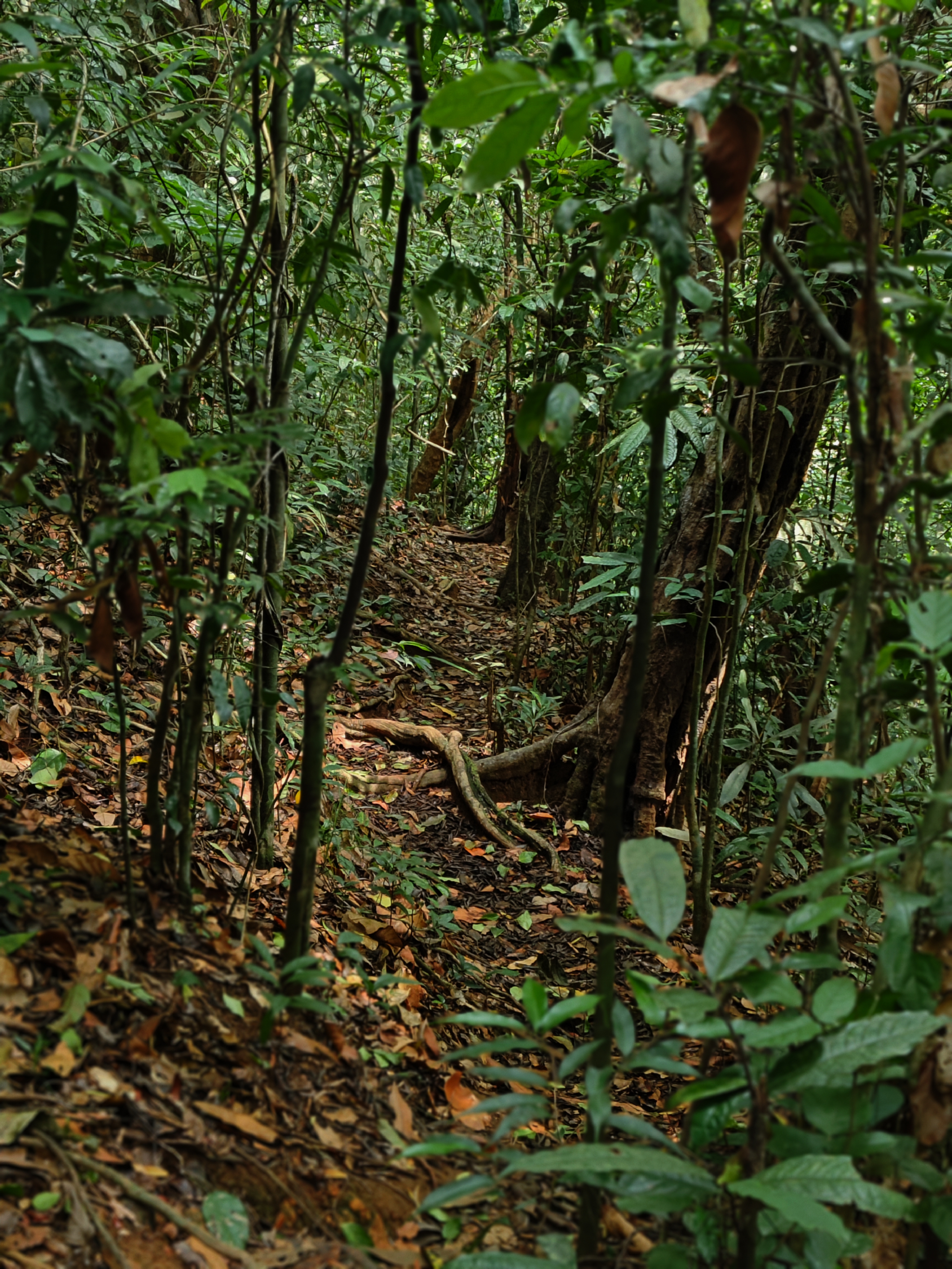 A narrow path winds through a dense thicket of green foliage in a tropical forest.