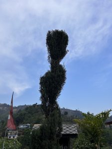 A tall, uniquely shaped tree with a bushy top stands against a backdrop of a cloudy sky and a mountainous landscape.