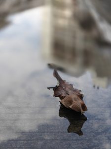 A brown, dried leaf floats on a puddle of water, reflecting the surrounding environment, which appears blurred.