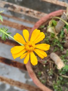 A close-up image of a bright yellow flower with elongated petals and a central cluster of tiny, orange-brown disk florets.