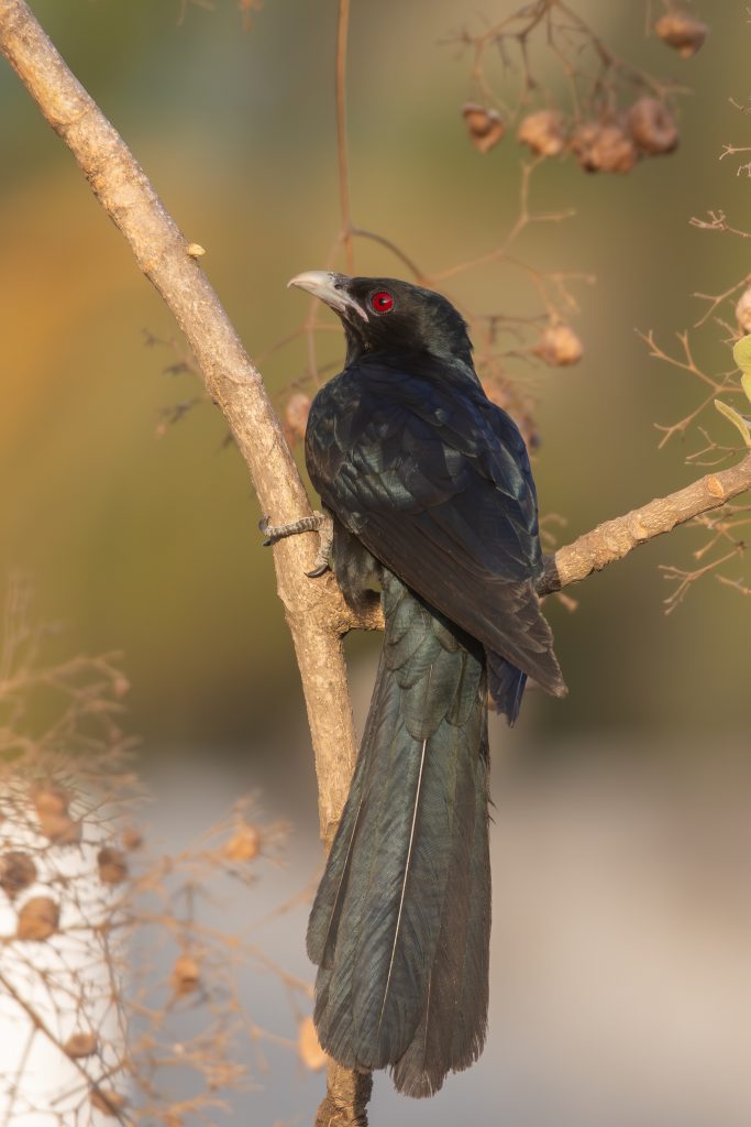 Asian Koel Male a glossy black bird with striking red eyes perched on a slender branch. The bird has long, ornate tail feathers and is surrounded by a soft blurred background of greens and browns, indicating a natural setting. Small, dried fruits or flowers can be seen in the foreground, adding to the scene’s organic feel.