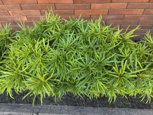 

A lush arrangement of green, Macrophylus plants with long, narrow leaves is situated in front of a textured brown brick wall