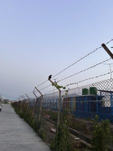 A narrow path lined with a chain-link fence topped with barbed wire. A bird is perched on the fence, while a few green plants are growing along the base.