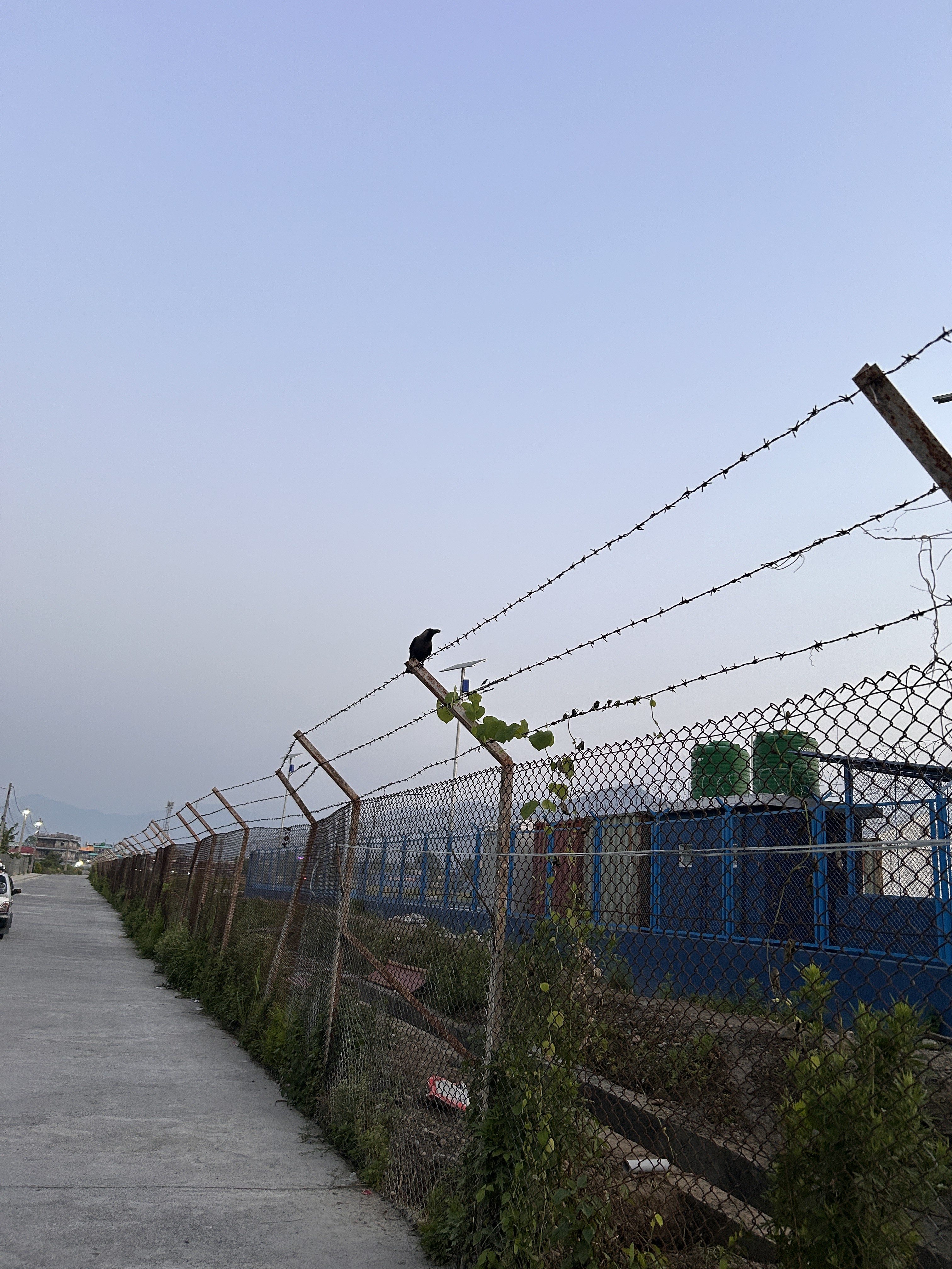 A narrow path lined with a chain-link fence topped with barbed wire. A bird is perched on the fence, while a few green plants are growing along the base.