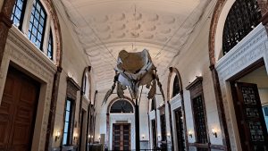 A large skeletal structure of a whale hangs from the ceiling in a spacious architectural interior.