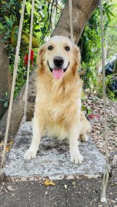 A golden retriever sitting on a rustic swing made of metal, with a cheerful expression and tongue out.