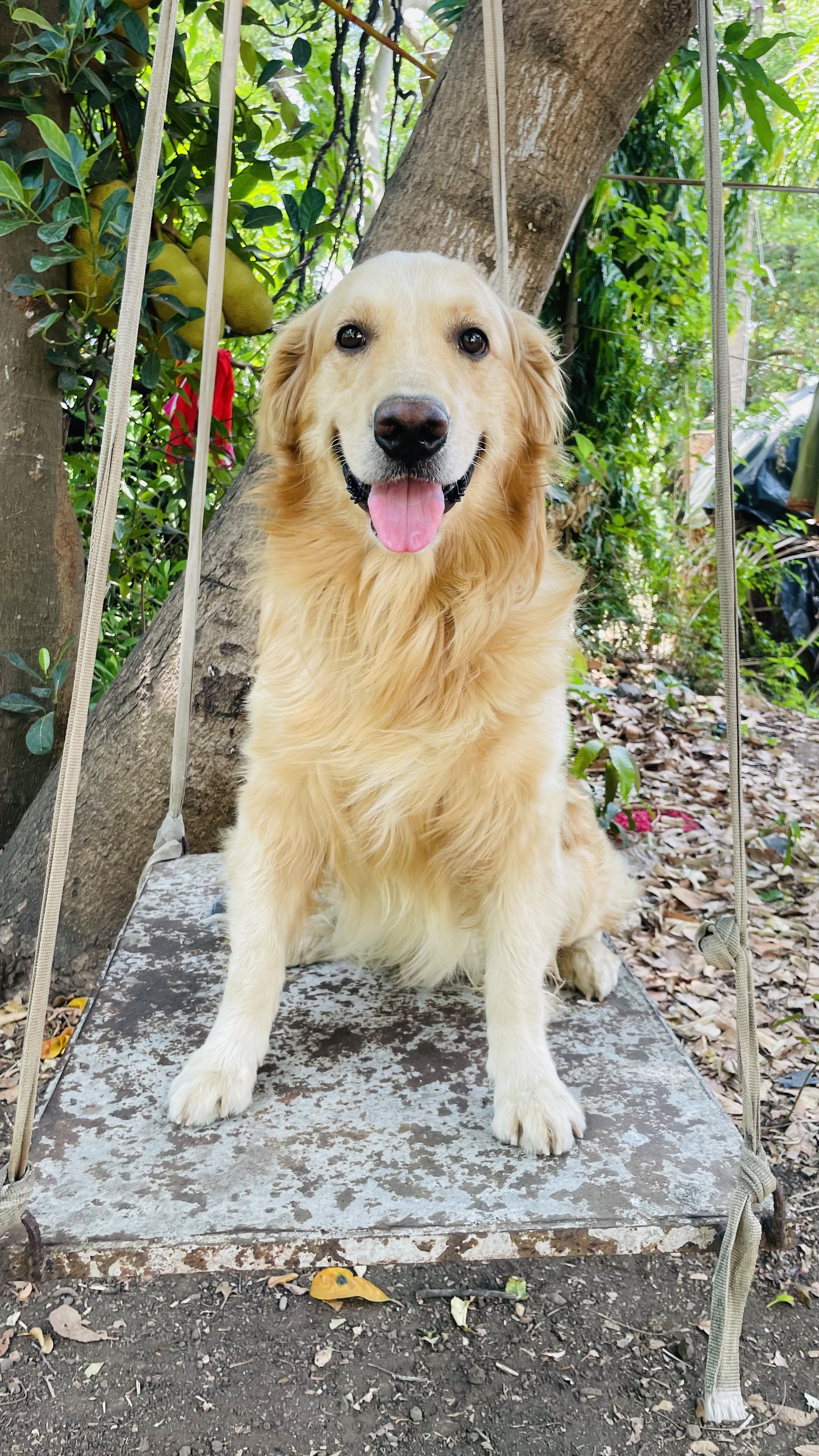 A golden retriever sitting on a rustic swing made of metal, with a cheerful expression and tongue out.