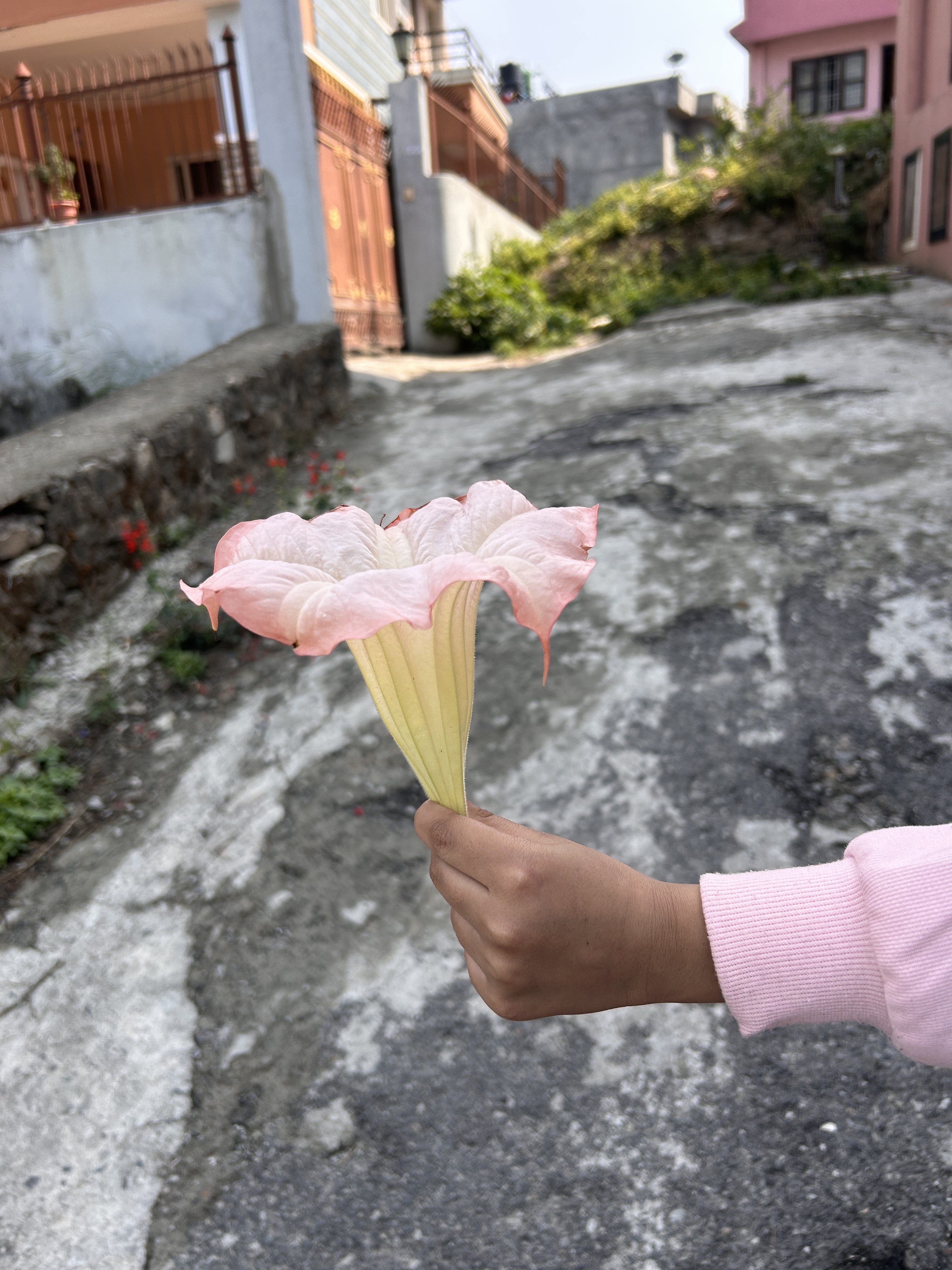 A hand holding a large, pink flower with wide petals, set against a backdrop of a residential area with buildings and greenery.