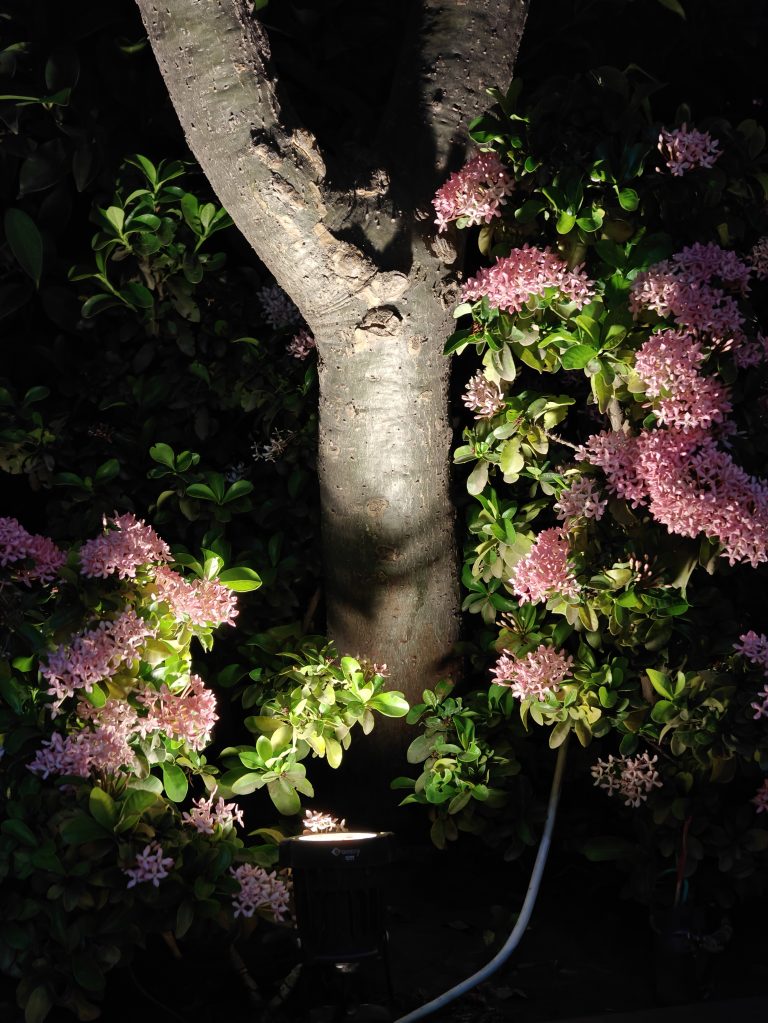 A close-up view of a tree trunk with a Y-shaped fork, surrounded by lush green foliage and clusters of pink flowers.