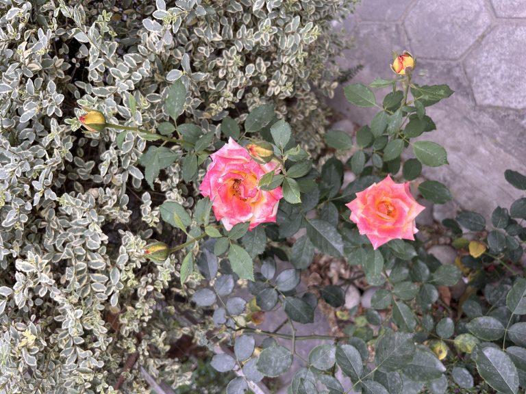 A close-up view of two pink roses in bloom, surrounded by green leaves. Several rose buds are visible nearby, and the roses are set against a backdrop of variegated green and white leafy plants