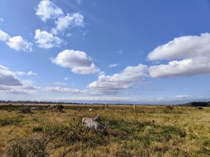 A vast open African landscape features a mix of wildlife, including several zebras grazing in the foreground and a few giraffes in the background.