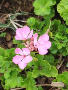 A close-up view of a cluster of delicate pink flowers surrounded by lush green leaves.