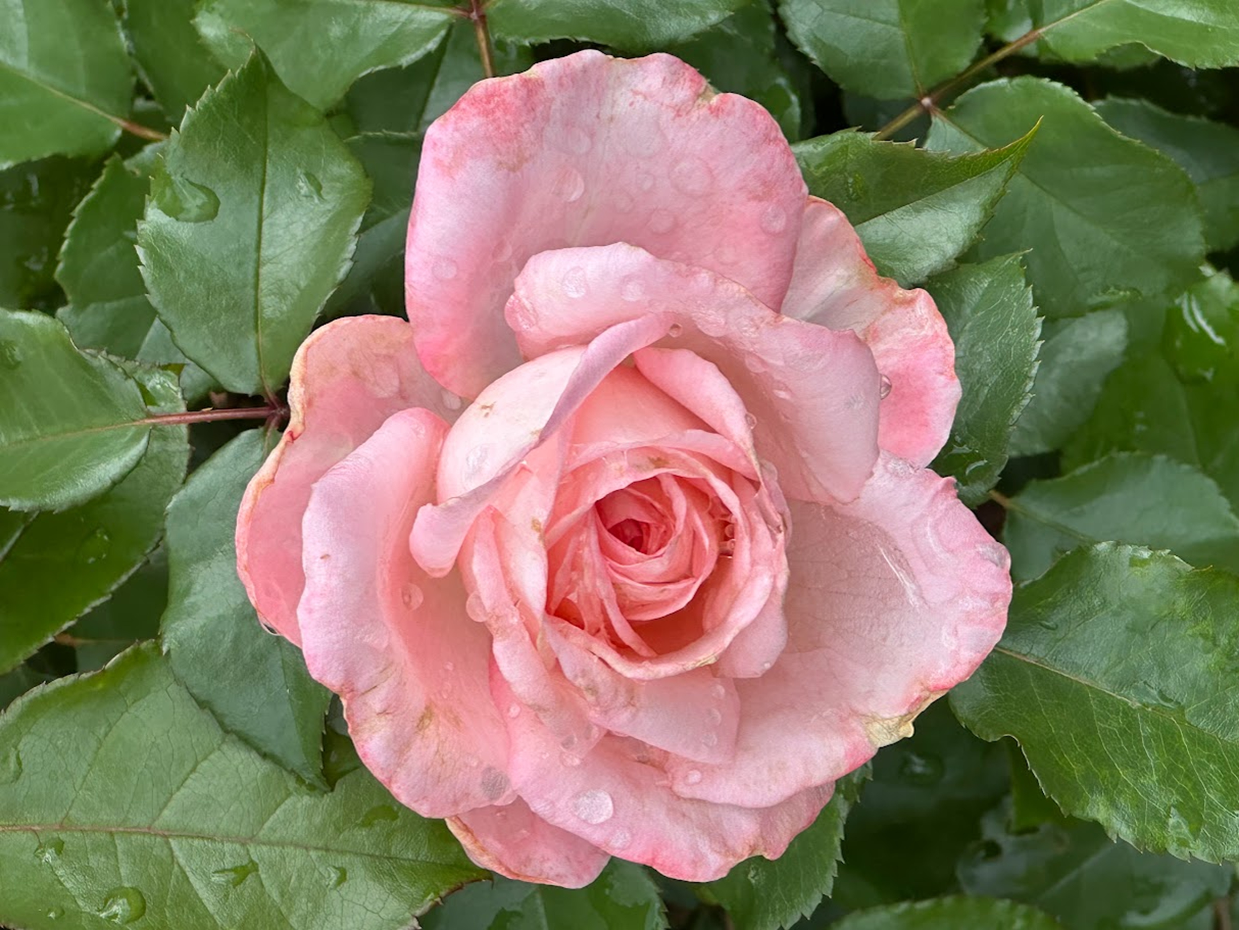 A close-up of a soft pink rose with delicate petals, showing hints of water droplets on its surface.