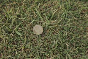 A coin resting on a patch of green grass, surrounded by blades of grass and small plants, with a few dry strands scattered throughout. 

