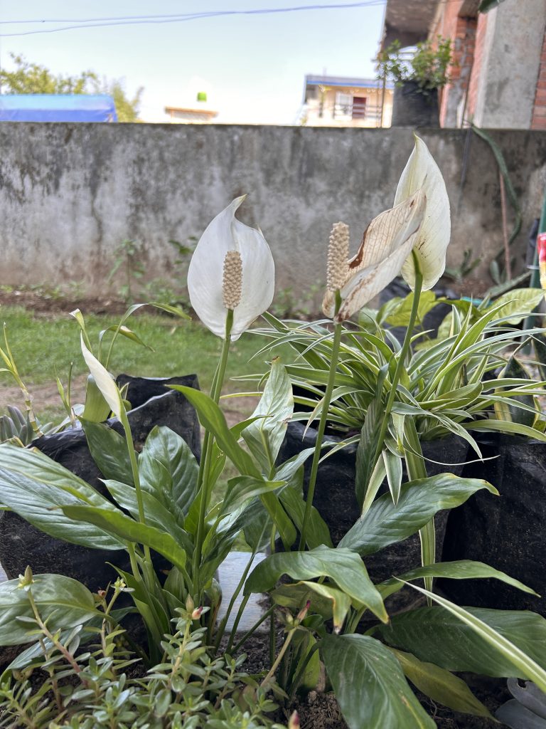 A close-up view of a garden featuring several green plants, including peace lilies with white spathe-shaped flowers and a central spike, alongside other leafy plants.